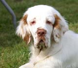 SWEClubShow2012_5_b_puppy_bitch_Sisi_c