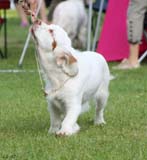 SWEClubShow2012_5_b_puppy_bitch_Sisi_k