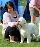 SWEClubShow2012_5_b_puppy_male_Kossi_k