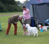 SWEClubShow2012_5_b_puppy_male_Ragnar_g