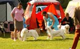 SWEClubShow2012_5_b_puppy_x_BIS_rBIS_c