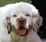 SWEClubShow2012_5_intermediate_male_Zorro_a