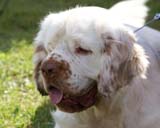 SWEClubShow2012_5_intermediate_male_Zorro_b