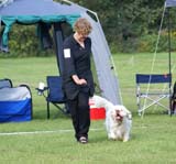 SWEClubShow2012_5_intermediate_male_Zorro_f