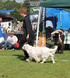 SWEClubShow2012_5_intermediate_male_Zorro_p