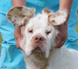 SWEClubShow2012_5_open_bitch_Hilla_f