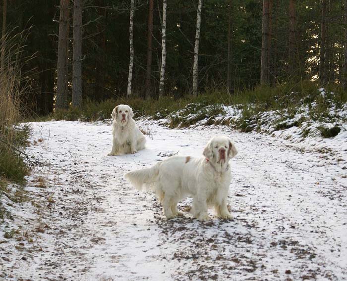 Bumbaa_Cotton_24Dec2008