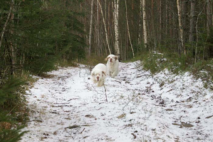 Bumbaa_Windy_24Dec2008