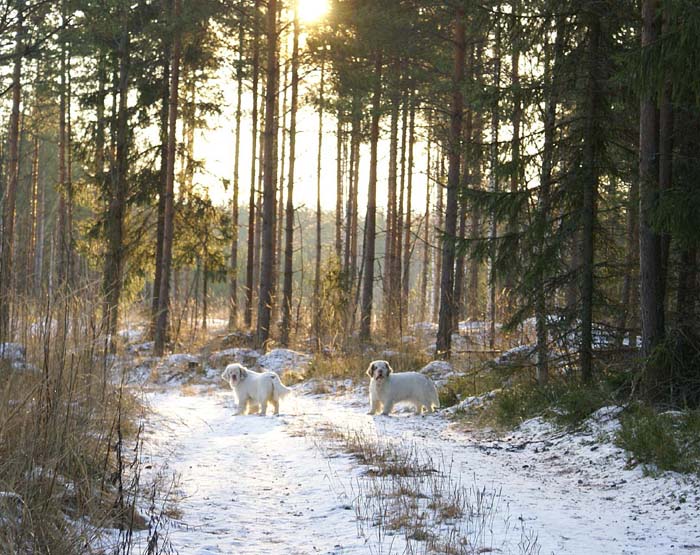 Bumbaa_Windy_24Dec2008_c