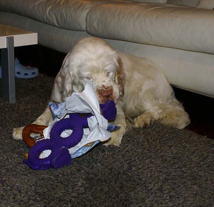 Bumbaa_with_presents_24Dec2008_b