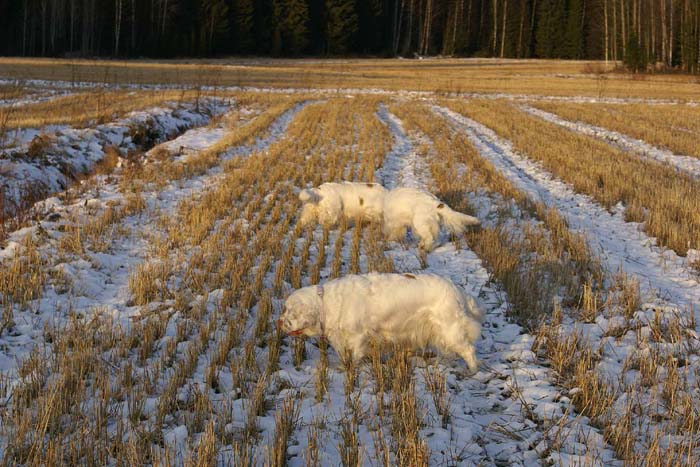 Cotton_Bumbaa_Windy_24Dec2008