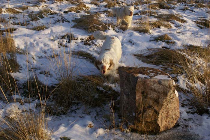 Windy_Cotton_24Dec2008