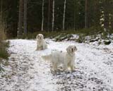 Bumbaa_Cotton_24Dec2008