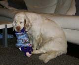 Bumbaa_with_presents_24Dec2008_c