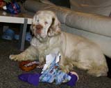 Bumbaa_with_presents_24Dec2008_d