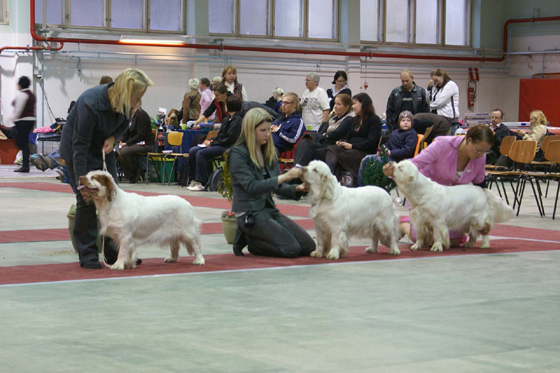 FINSpanielClubSpeciality2009_BestBitchRing_Crisse_Windy_Bumbaa