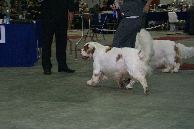 FINSpanielClubSpeciality2009_BestDogRing_Rocky