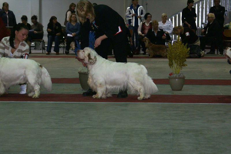 FINSpanielClubSpeciality2009_BestDogRing_Vito