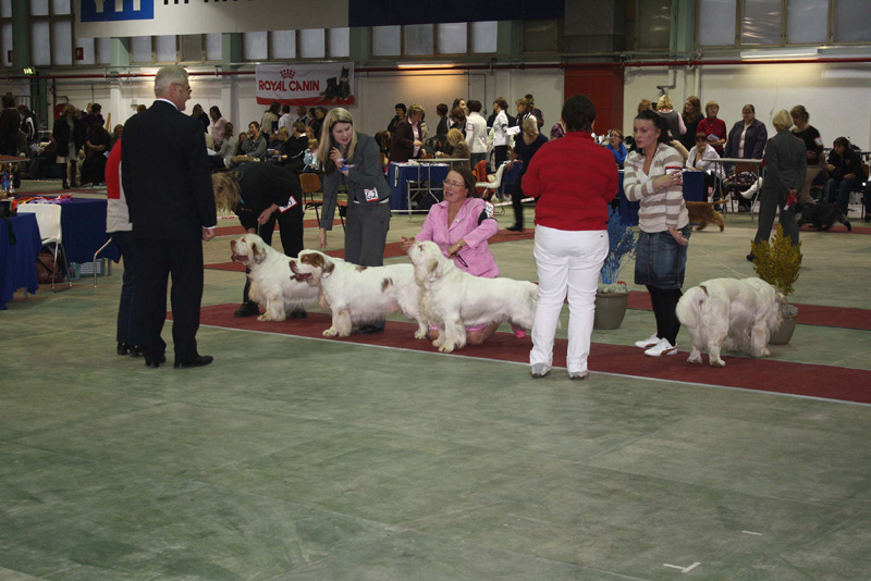 FINSpanielClubSpeciality2009_BestDogs1-4_Vito_Rocky_Reno_Grumpy
