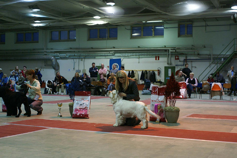 FINSpanielClubSpeciality2009_BestInShowPuppy1_Keke