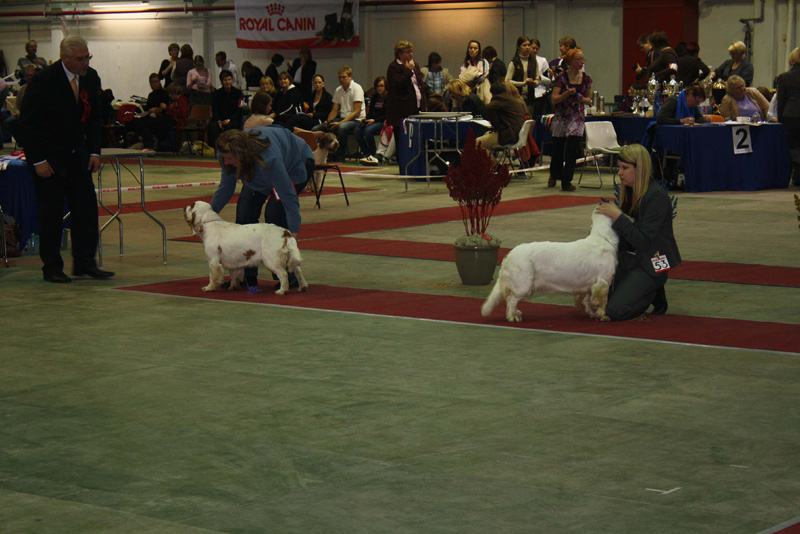 FINSpanielClubSpeciality2009_BitchPuppies_Ella_Hilla