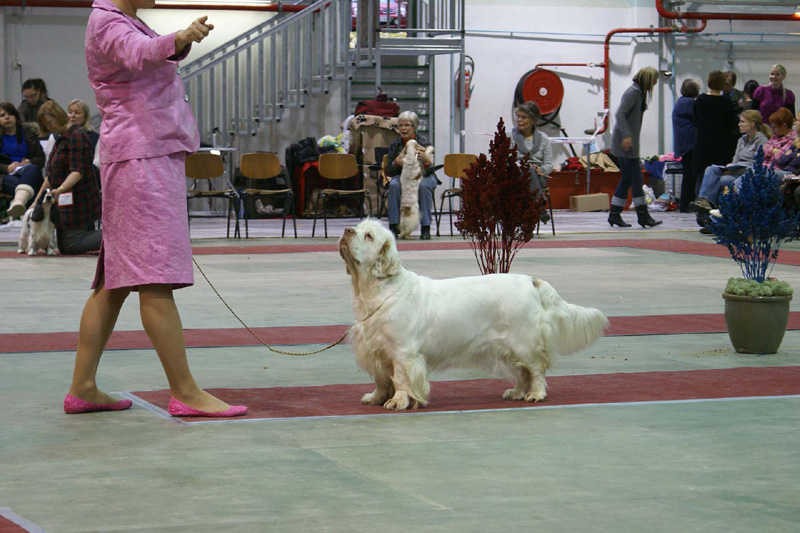 FINSpanielClubSpeciality2009_ChampionBitch_Bumbaa