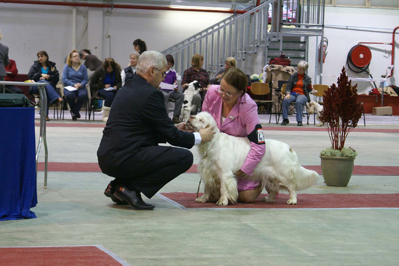 FINSpanielClubSpeciality2009_ChampionBitch_Bumbaa_b