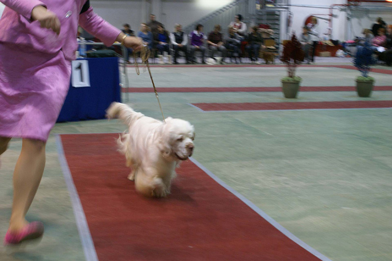 FINSpanielClubSpeciality2009_ChampionBitch_Bumbaa_d