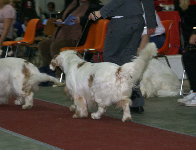 FINSpanielClubSpeciality2009_ChampionDog_Rocky