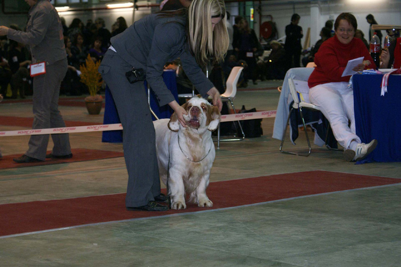 FINSpanielClubSpeciality2009_ChampionDog_Rocky_b