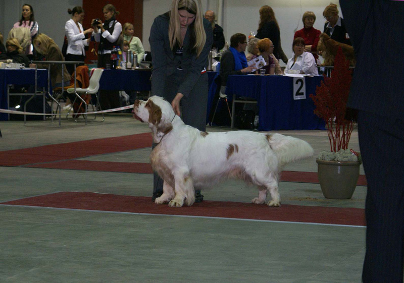 FINSpanielClubSpeciality2009_ChampionDog_Rocky_c
