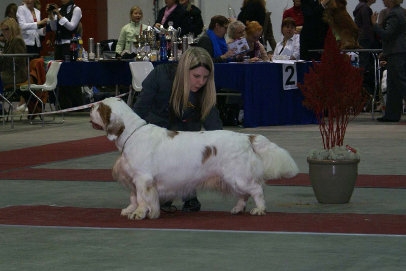 FINSpanielClubSpeciality2009_ChampionDog_Rocky_d