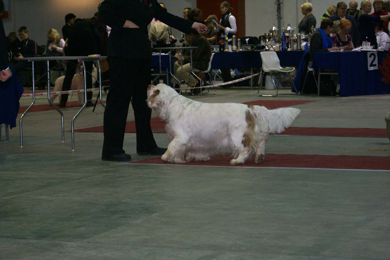 FINSpanielClubSpeciality2009_ChampionDog_Snow_b