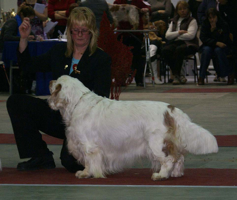 FINSpanielClubSpeciality2009_ChampionDog_Snow_c