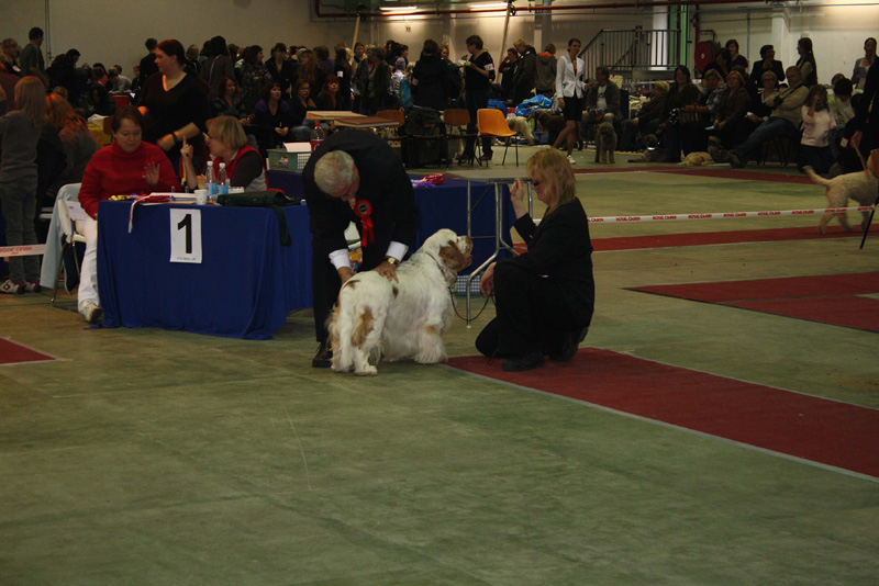 FINSpanielClubSpeciality2009_ChampionDog_Snow_d