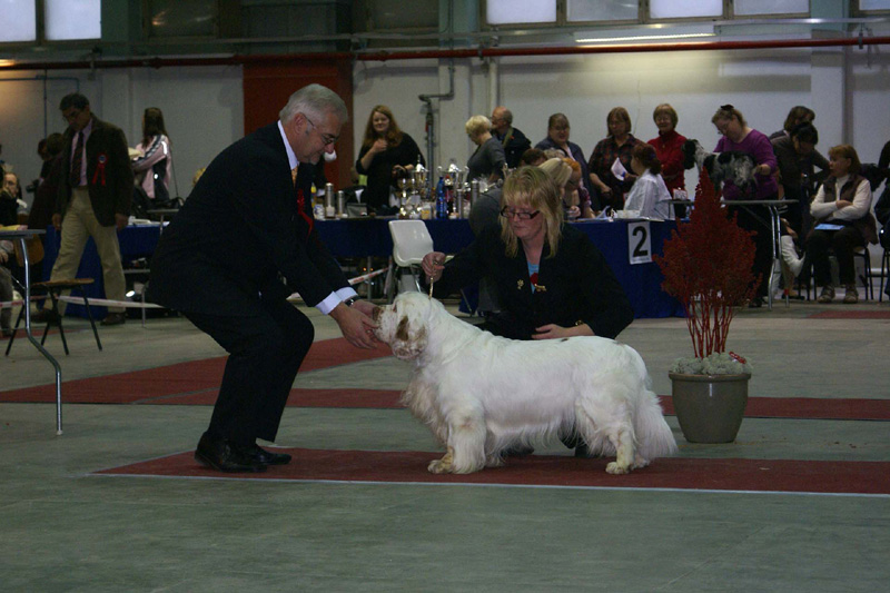 FINSpanielClubSpeciality2009_ChampionDog_Vito