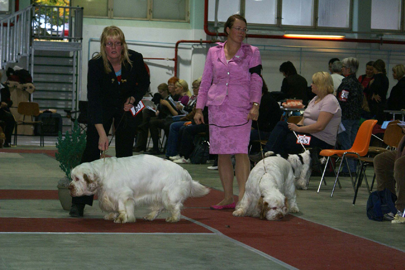 FINSpanielClubSpeciality2009_ChampionDog_Vito_Snow