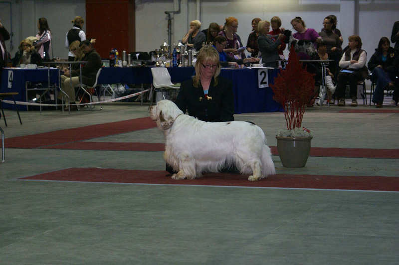 FINSpanielClubSpeciality2009_ChampionDog_Vito_c
