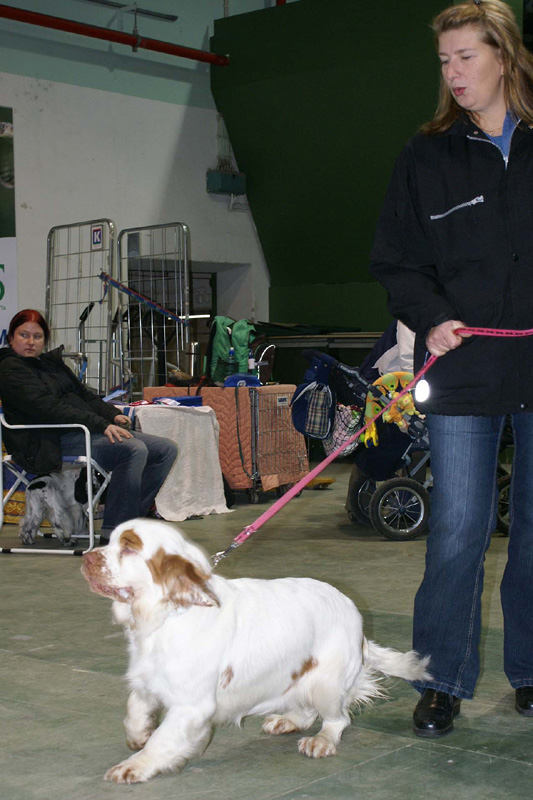 FINSpanielClubSpeciality2009_Ella_arriving_showground_Marit