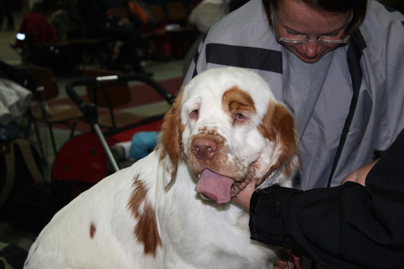 FINSpanielClubSpeciality2009_Ella_c