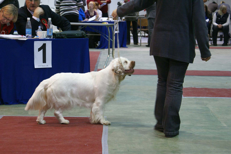 FINSpanielClubSpeciality2009_IntermediateBitch_Crisse