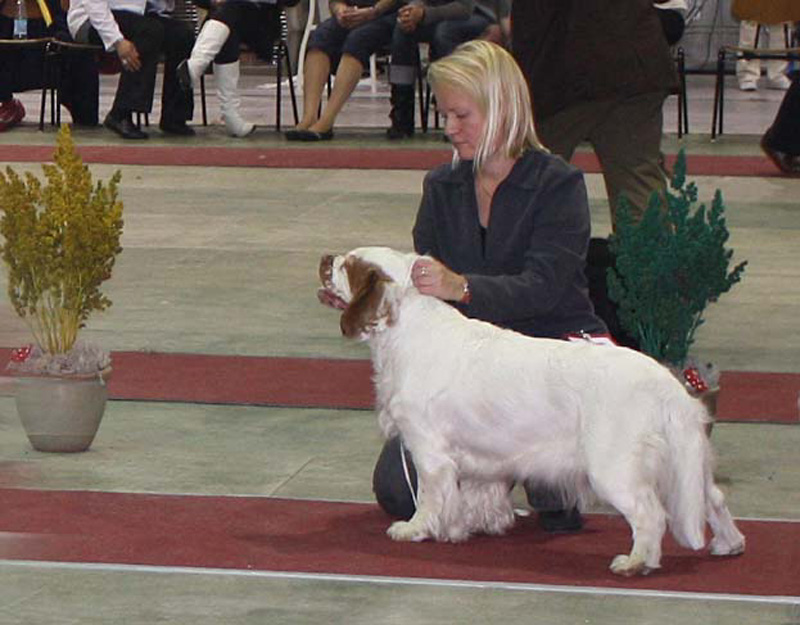 FINSpanielClubSpeciality2009_IntermediateBitch_Crisse_b