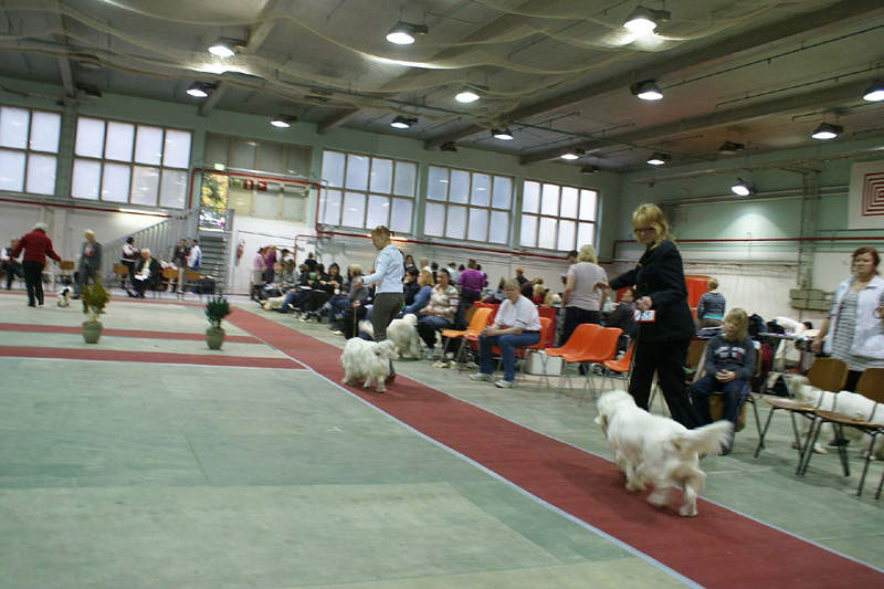 FINSpanielClubSpeciality2009_IntermediateDog_Mambo_Reno_b