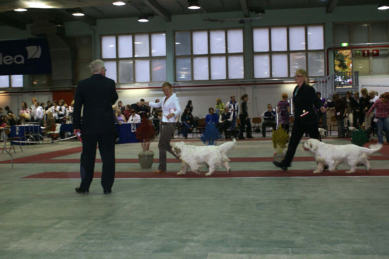 FINSpanielClubSpeciality2009_IntermediateDog_Mambo_Reno_c