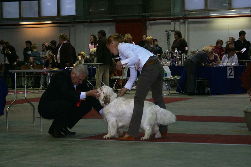 FINSpanielClubSpeciality2009_IntermediateDog_Mambo_a
