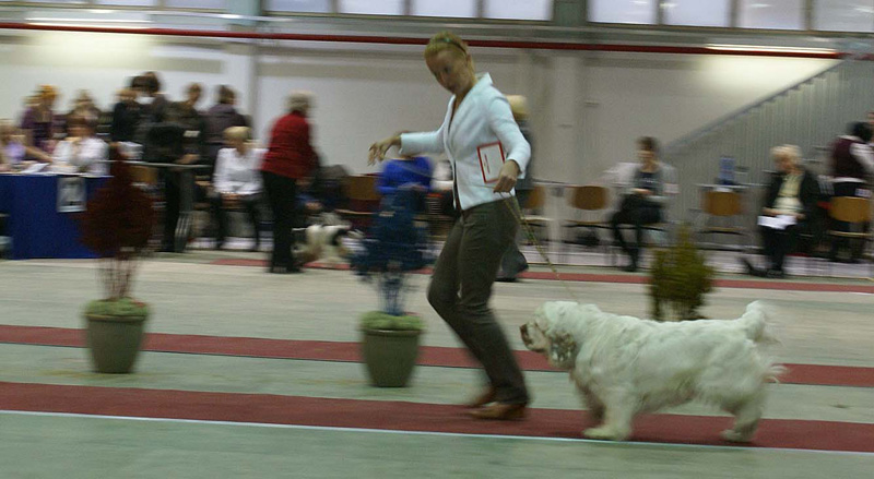FINSpanielClubSpeciality2009_IntermediateDog_Mambo_b