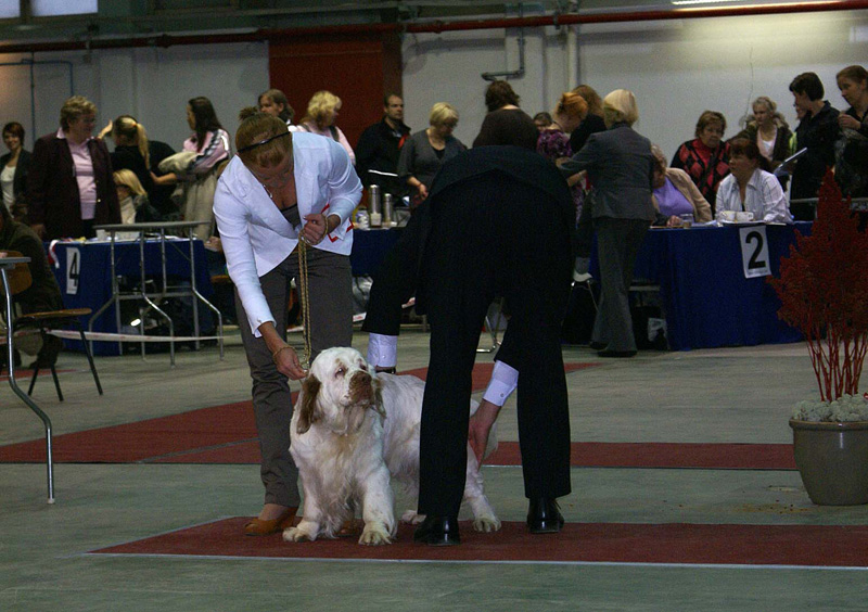 FINSpanielClubSpeciality2009_IntermediateDog_Mambo_c