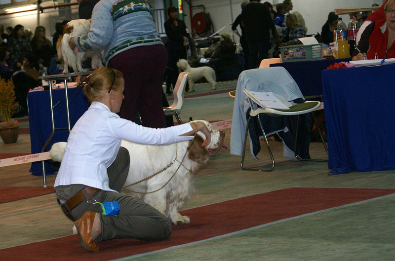 FINSpanielClubSpeciality2009_IntermediateDog_Mambo_e