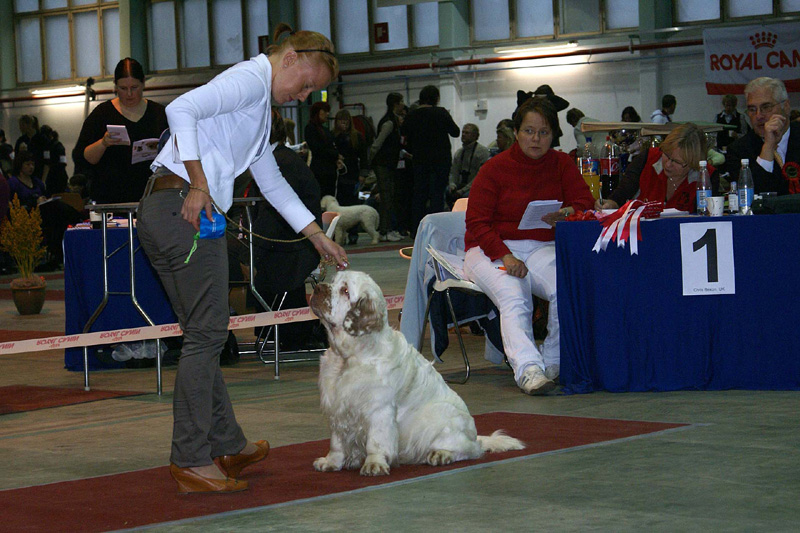 FINSpanielClubSpeciality2009_IntermediateDog_Mambo_f