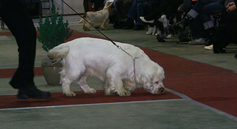 FINSpanielClubSpeciality2009_IntermediateDog_Reno